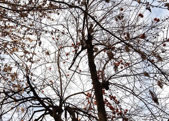 La Meridiana 住宿加早餐酒店